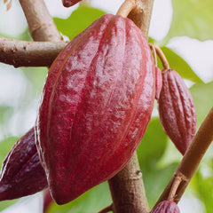 Manteca de Cacao BIO Sin Refinar - Ingrediente Natural 100% Puro (N° 303)